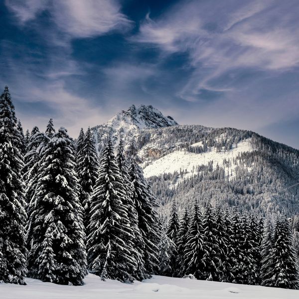 Snow-covered ridge above a dark stand of firs — photo by Rob Mowe on Pexels