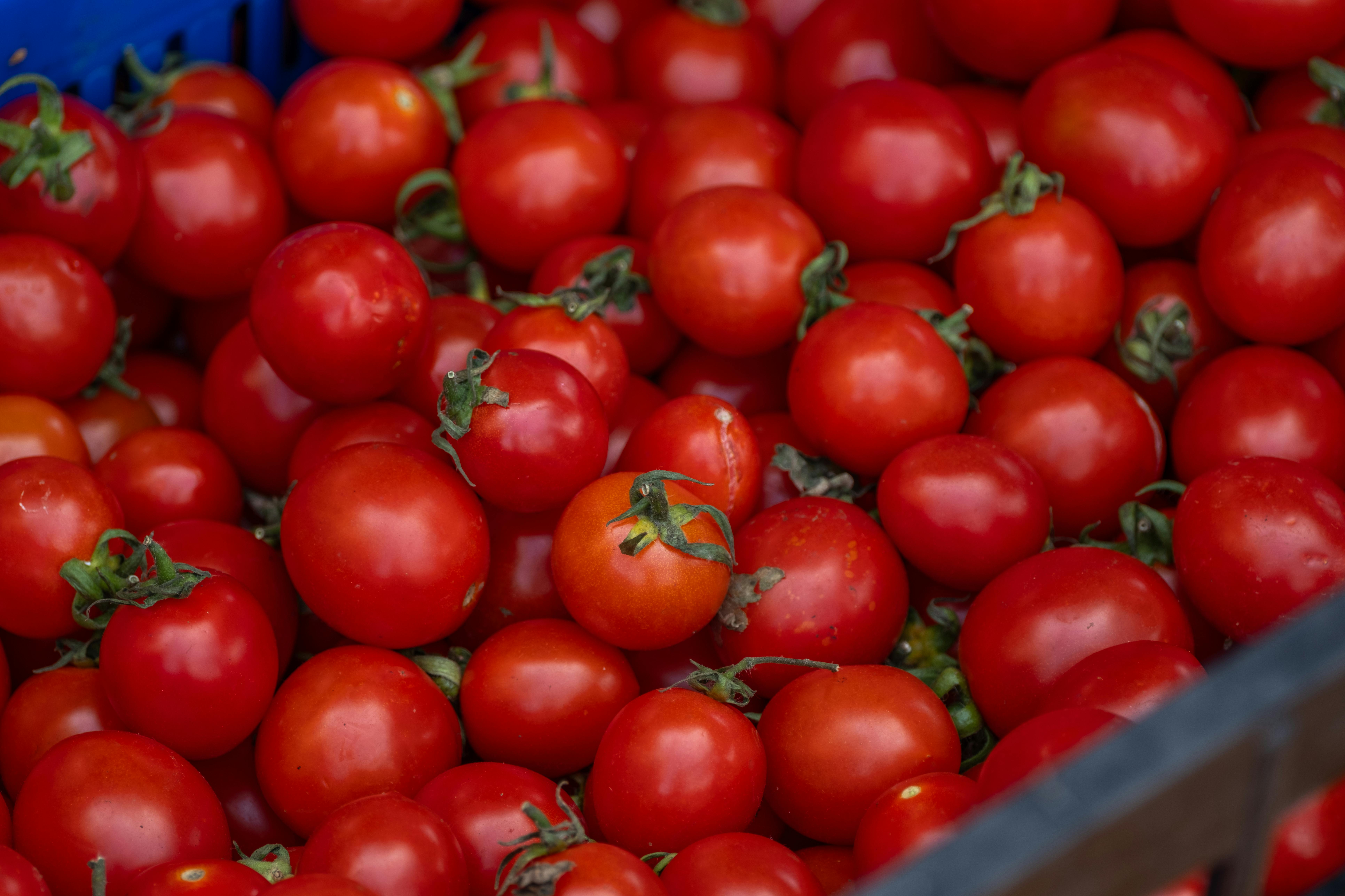Basket filled with ripe early tomatoes freshly harvested