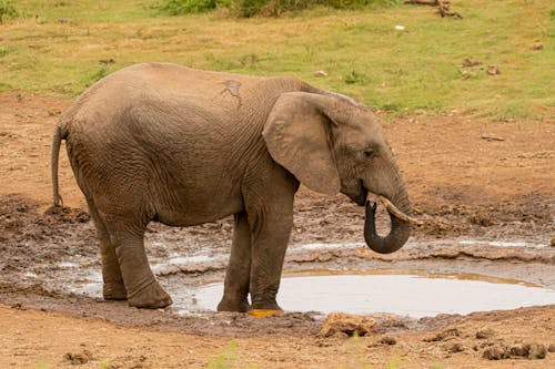 Elephant Near Water Puddle