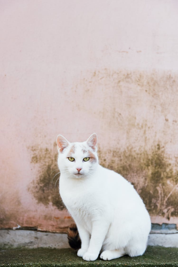 Sitting White Cat