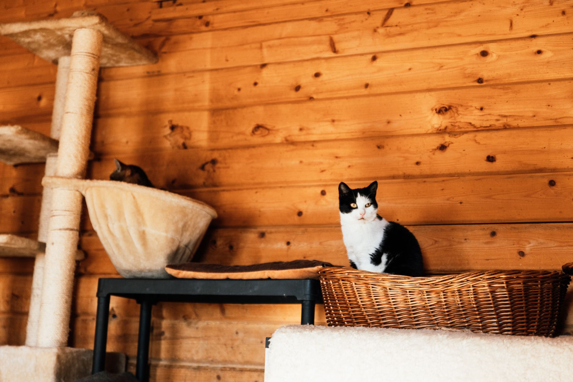Best Cat Condos with Scratching Posts (2026) – Durable, Engaging Furniture for Active Cats