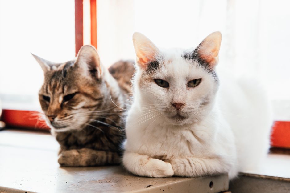 Coins perchés — Pension pour chats à Bersée