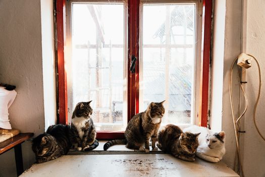 Reducing Stress in Multi-Cat Households
