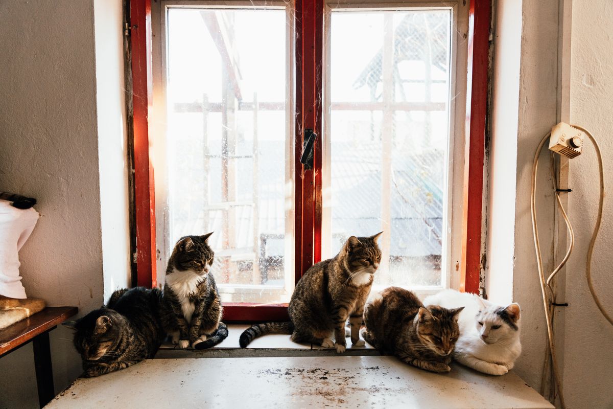 Cinq chats tigrés et blancs installés sur le rebord d'une fenêtre à l'intérieur d'une maison