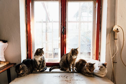 Cats Curl in Laundry Baskets to Escape Chill