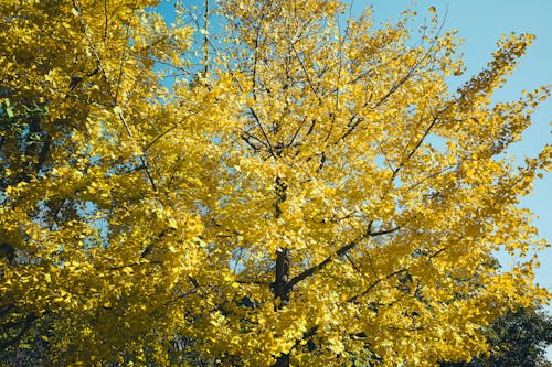 Immagine gratuita di albero di ginko, autunno