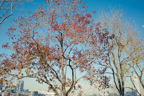 Immagine gratuita di cima dell'albero, colori luminosi, parque