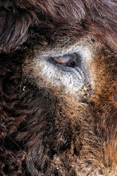 Detailed close-up of a brown sheep's eye showcasing intricate fur texture and natural coloration.