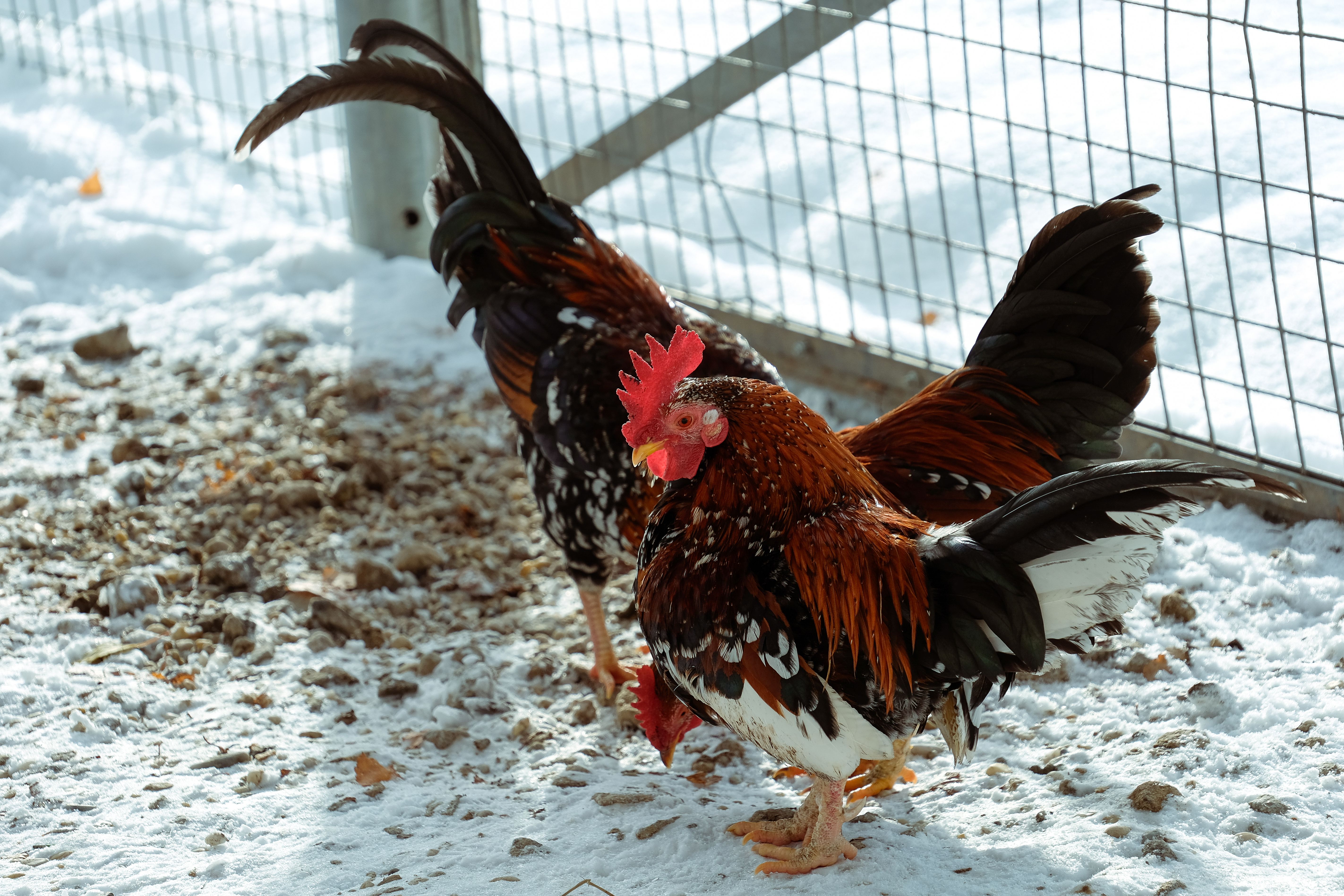 Colorful roosters displaying vibrant feathers in a snow-covered enclosure during winter.