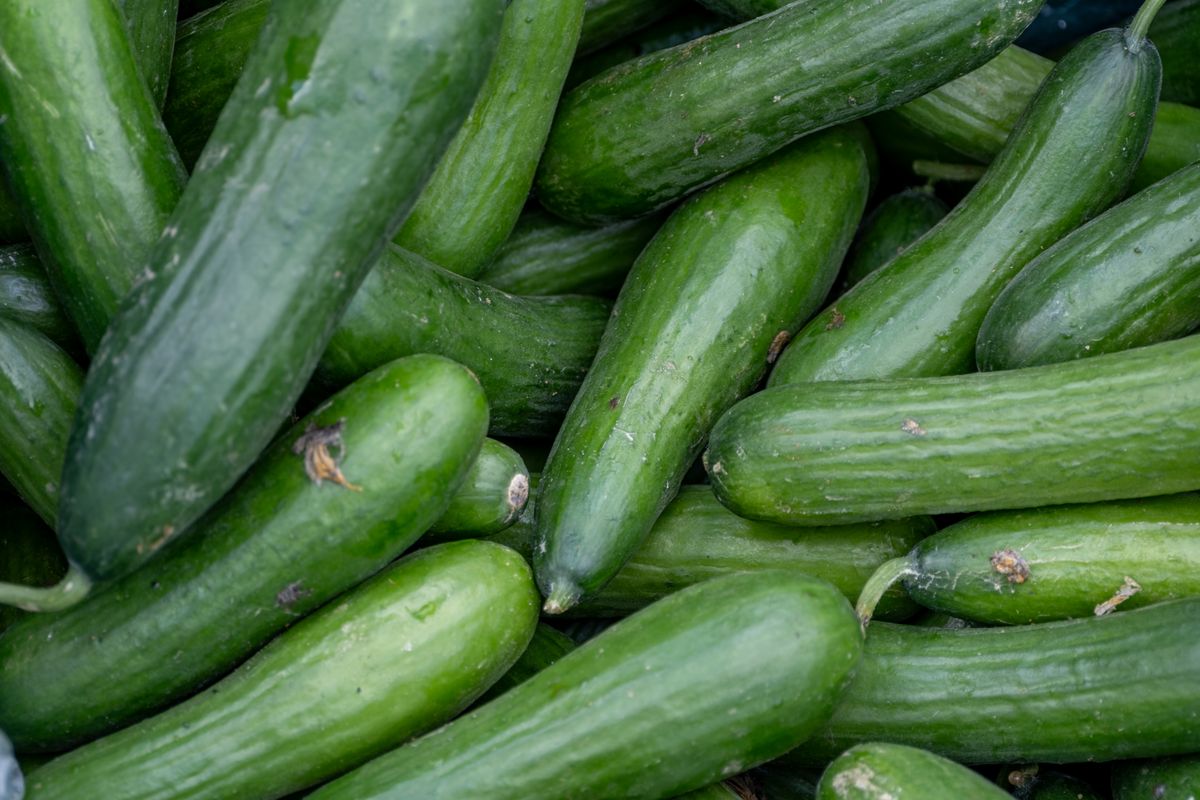 Fresh cucumbers