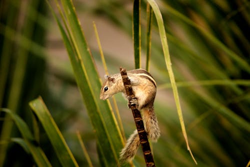 印度棕櫚松鼠或三條紋棕櫚松鼠是松鼠科的一種囓齒動物，自然發現於印度和斯里蘭卡。