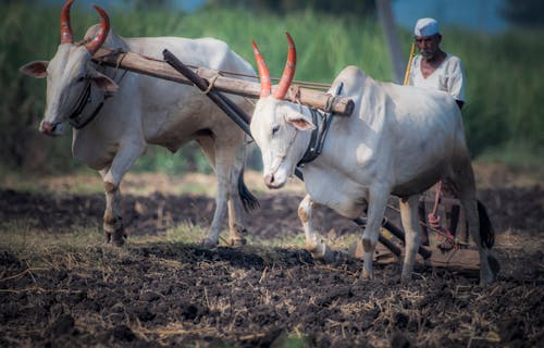 Imagine de stoc gratuită din activități agricole, creșterea animalelor, fermier