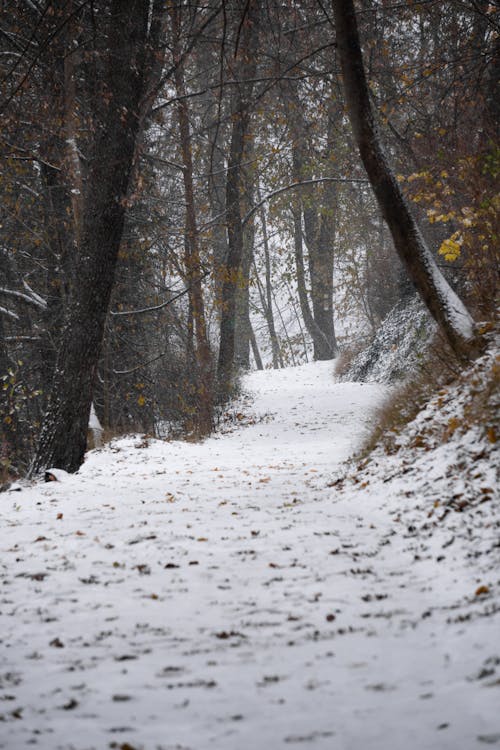 A Footpath in a Forest in Winter 