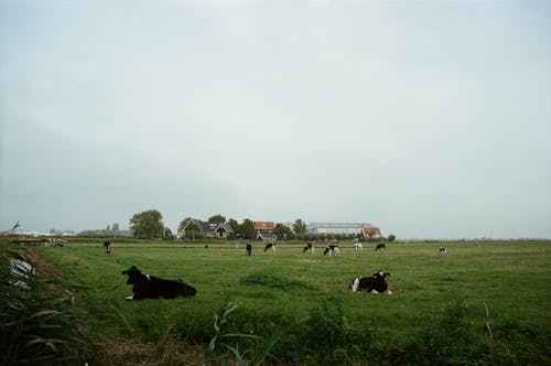 Cows on Pasture in Countryside