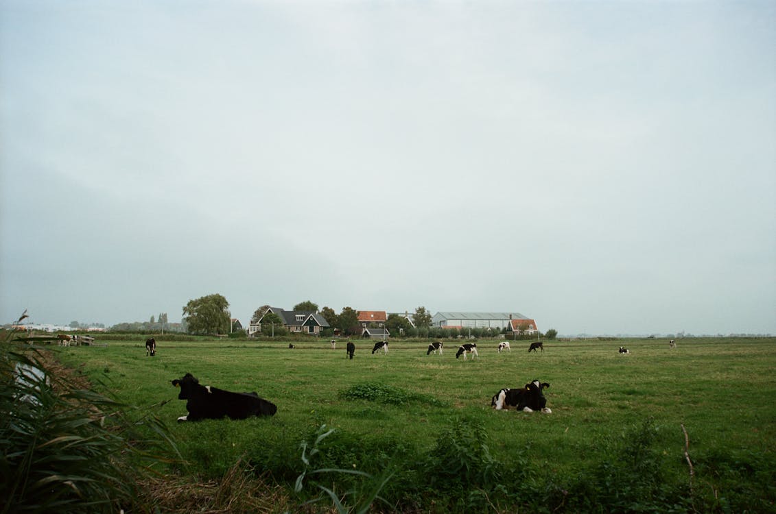 Foto stok gratis bidang, pedesaan, peternakan