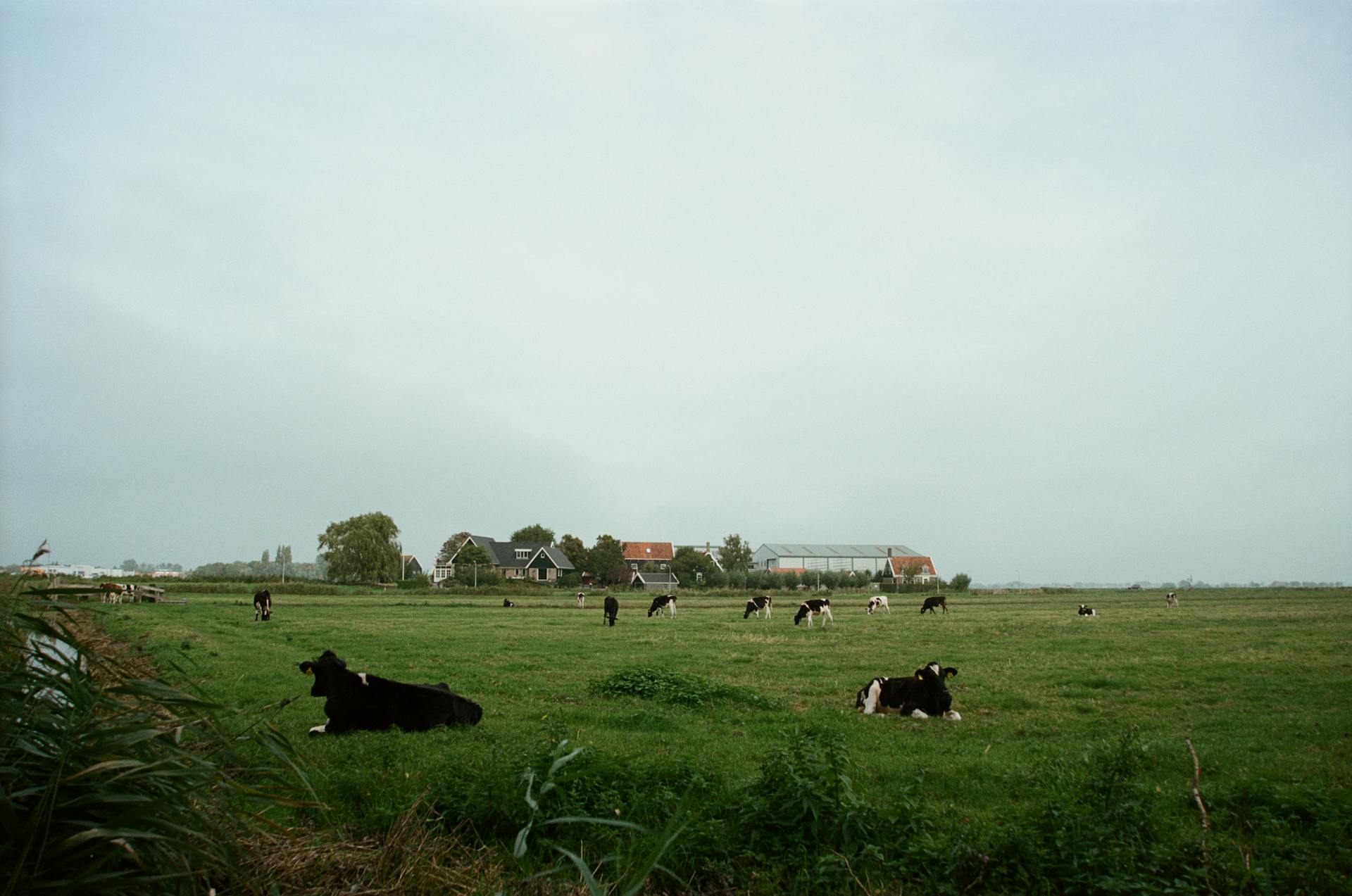 Cows on Pasture in Countryside