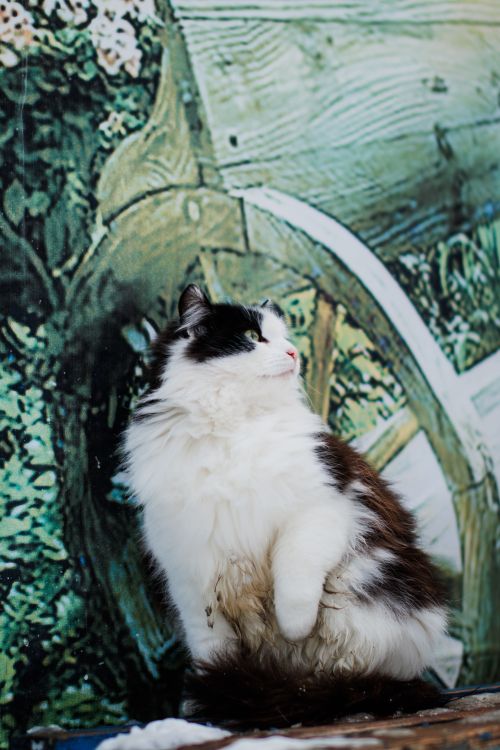 Free Adorable fluffy cat posing against a rustic mural backdrop outdoors. Stock Photo