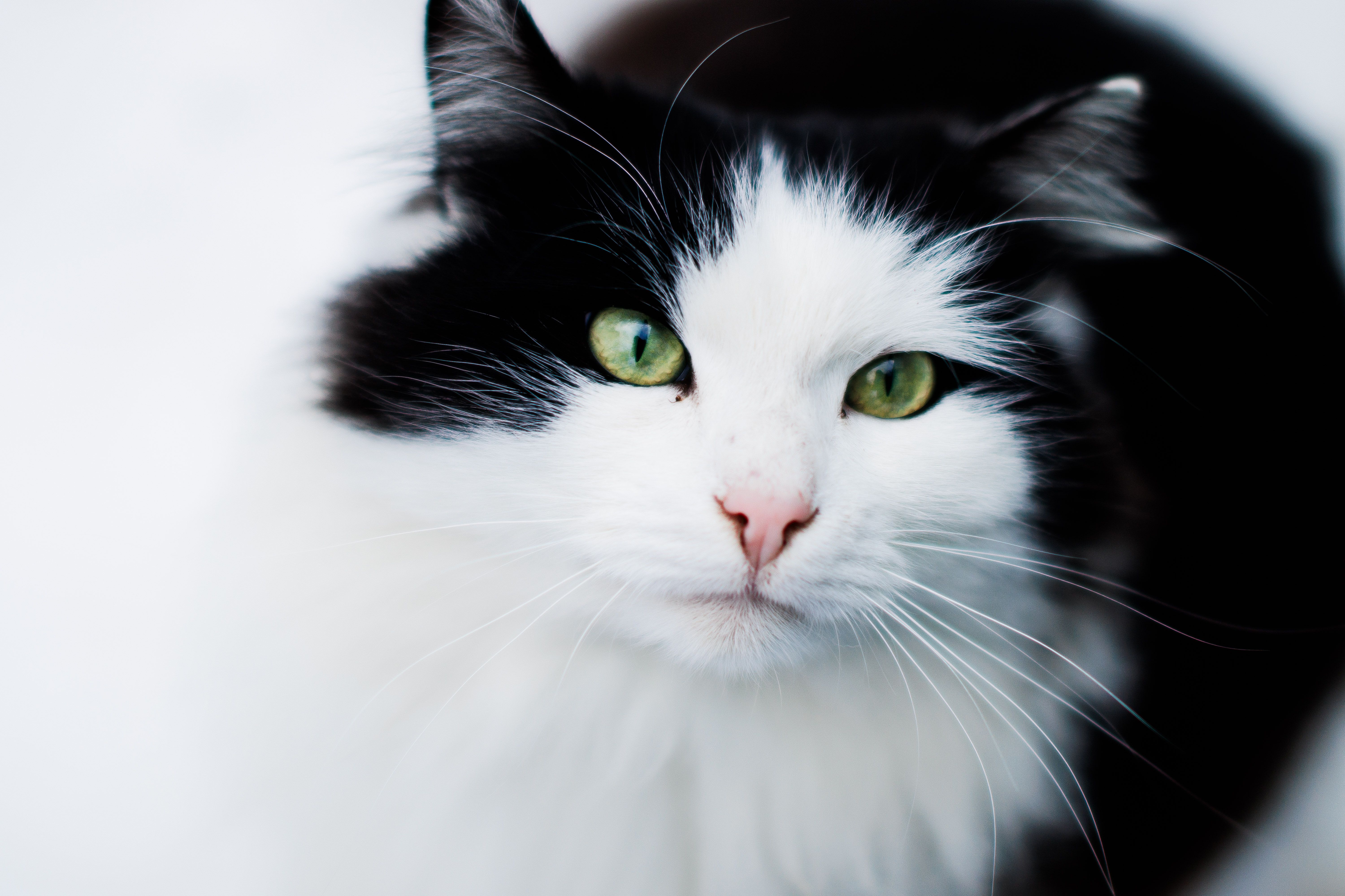 Black and White cute cat · Free Stock Photo