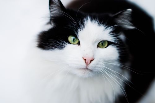 Free A striking close-up of a black and white fluffy cat with vivid green eyes, photographed on a neutral background. Stock Photo