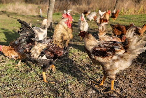 Foto profissional grátis de agricultura, animais da fazenda, área