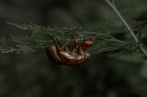 Gratis stockfoto met cicade, insect, natuur