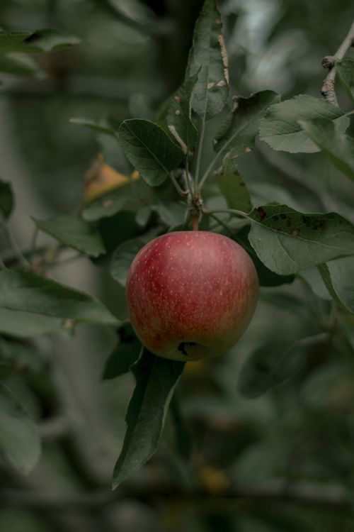 Free Close-up of a ripe red apple hanging from a tree branch surrounded by green leaves in natural light. Stock Photo