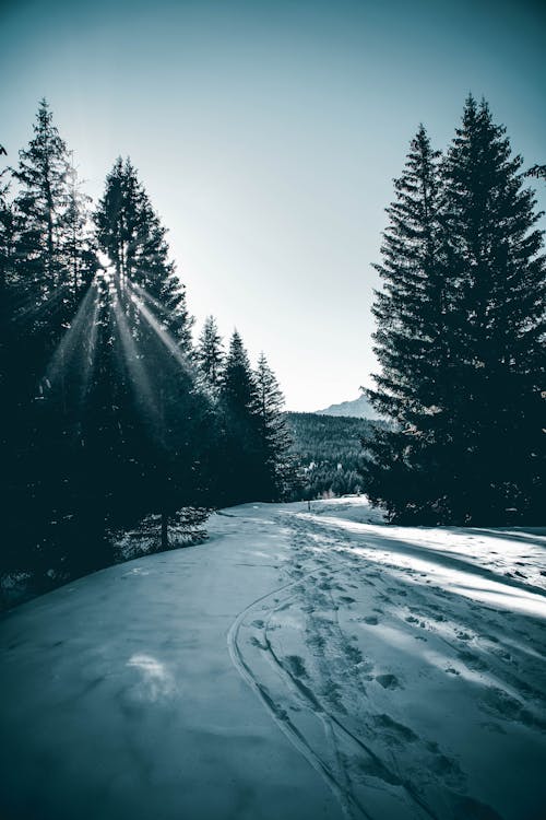 Kostnadsfri bild av bergen, snö, solljus