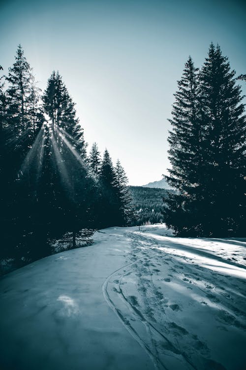 Sunlight Shining Through Trees in Snowy Winter