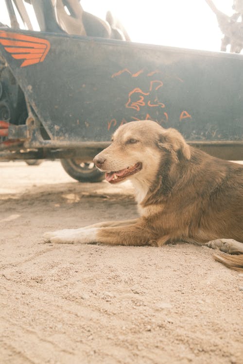 A Dog Lying on the Sand 