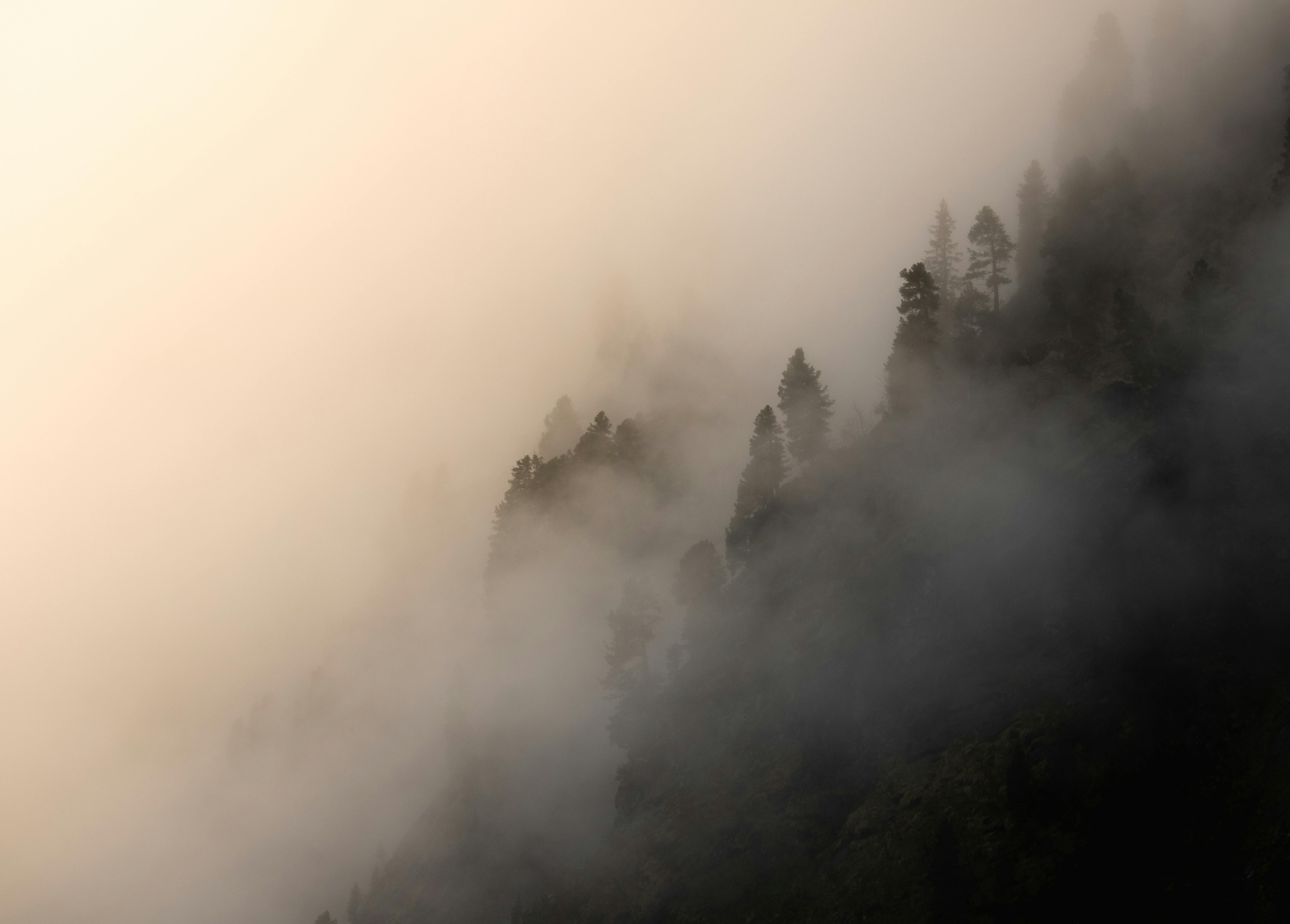 a foggy mountain with trees in the background