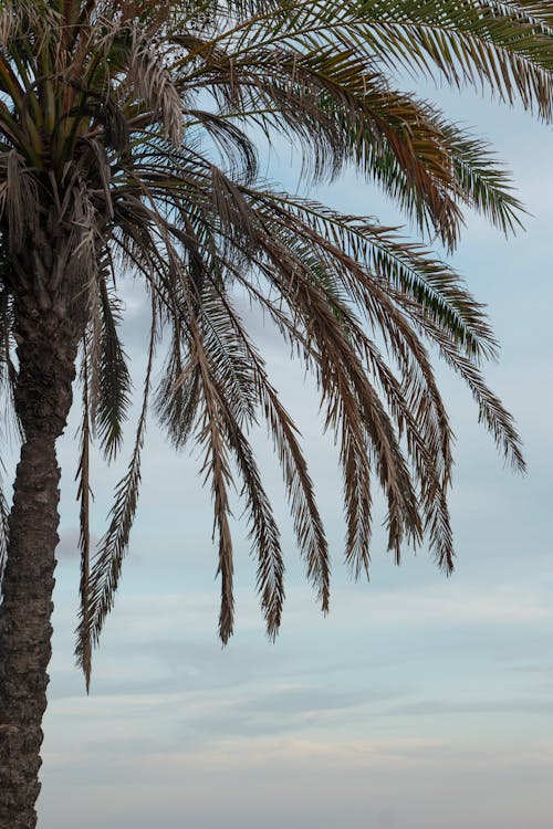 Palm on a Tropical Beach 