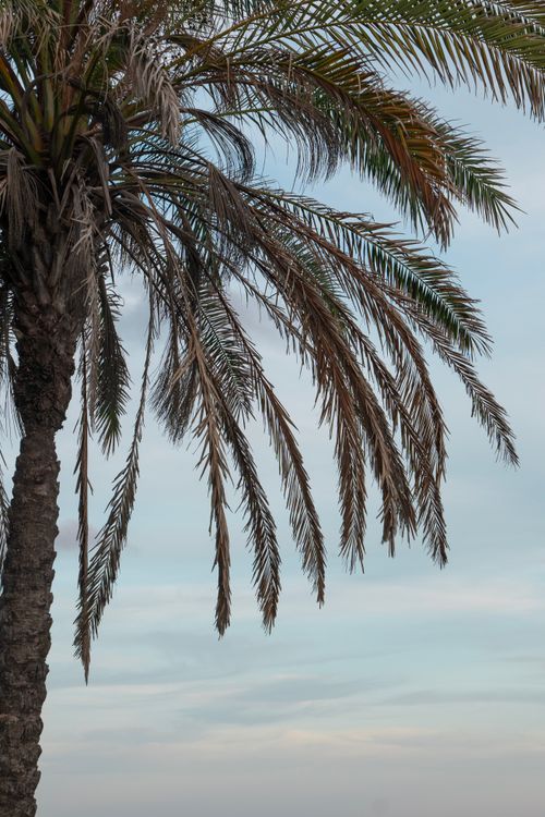 Free A close-up view of a palm tree with lush fronds against a clear sky, evoking a tropical summer vibe. Stock Photo
