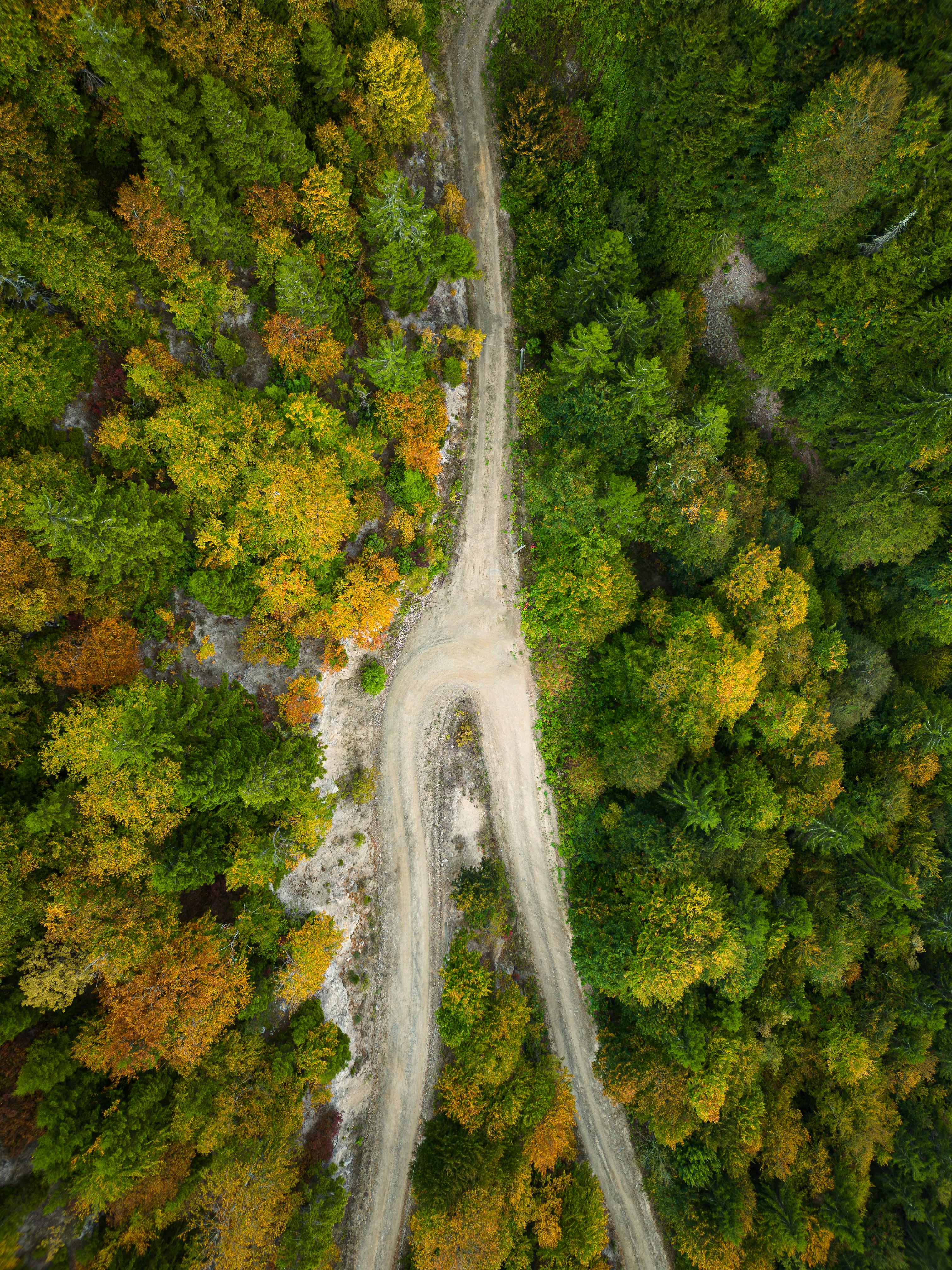 Aerial view of a scenic dirt road winding through a vibrant forest in Taşlıca, Türkiye, showcasing autumn colors.