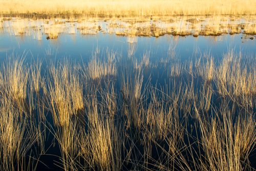 Free Golden marsh grass reflected in a calm wetland water on a summer day. Stock Photo