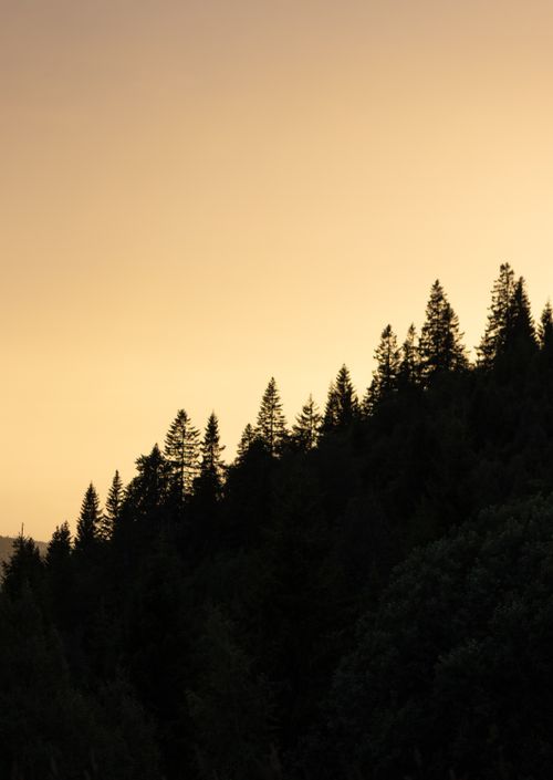 Free Silhouette of a pine forest against a golden sunset sky. Stock Photo