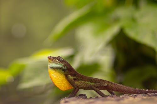 Large Headed Anole Lizard