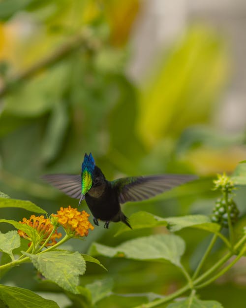 Gratis stockfoto met blad, dierenfotografie, naaldvogel