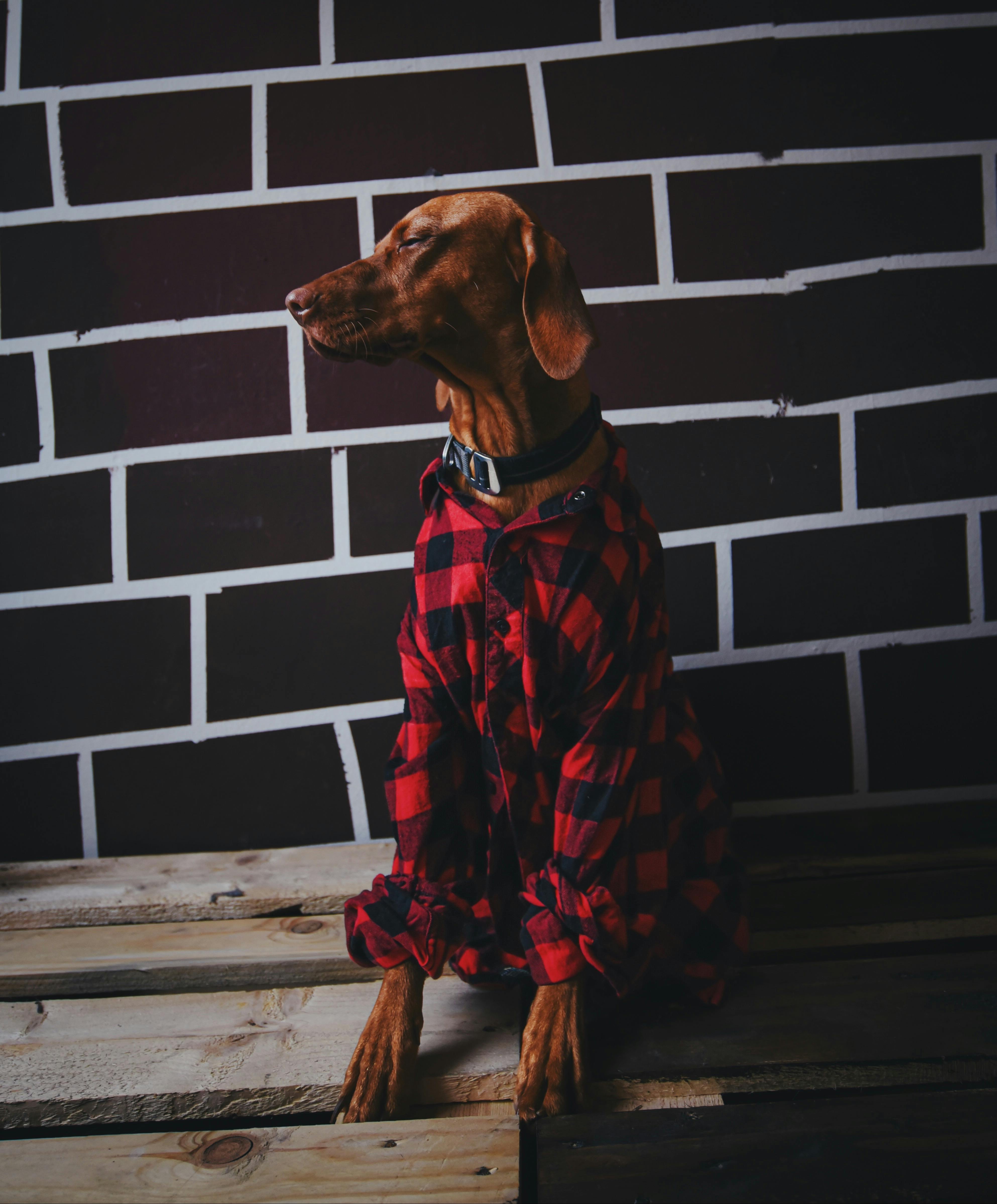 Gratis arkivbilde med # innendørs, avslappet, brun hund Arkivbilde