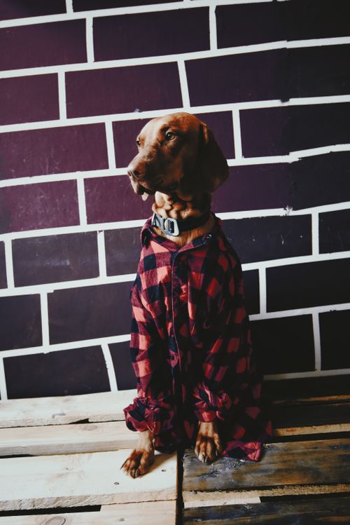 Free Adorable dog in a red flannel shirt poses in front of a stylish brick wall. Stock Photo