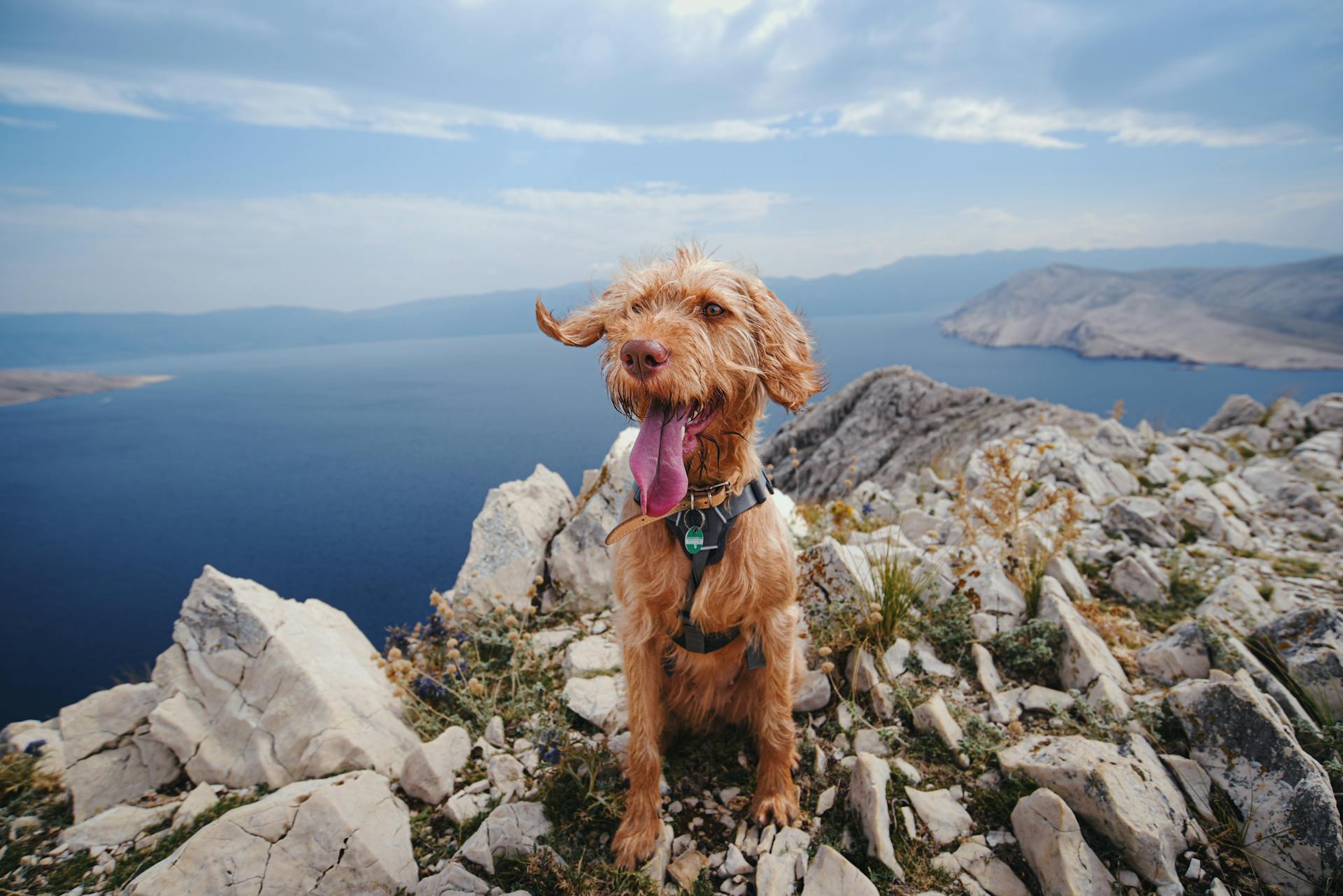 Panting Shaggy Dog in a Harness on Top of a Rocky Mountain Above the Lake