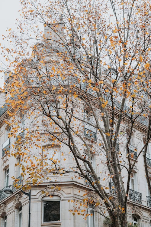 Tree by Tenement in Autumn
