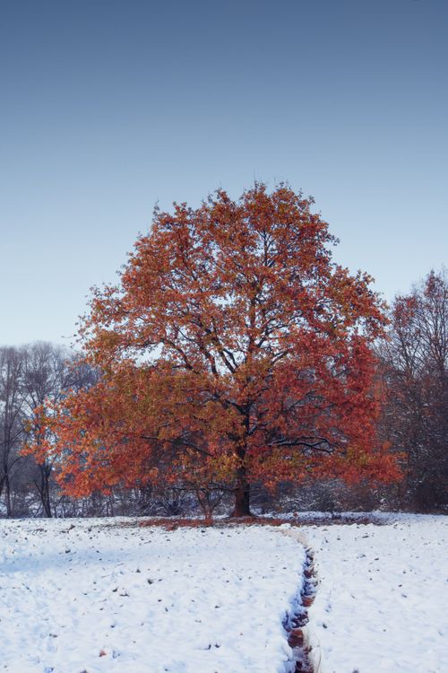 Free Lone autumn tree with orange leaves in a snow-covered landscape under a clear sky. Stock Photo