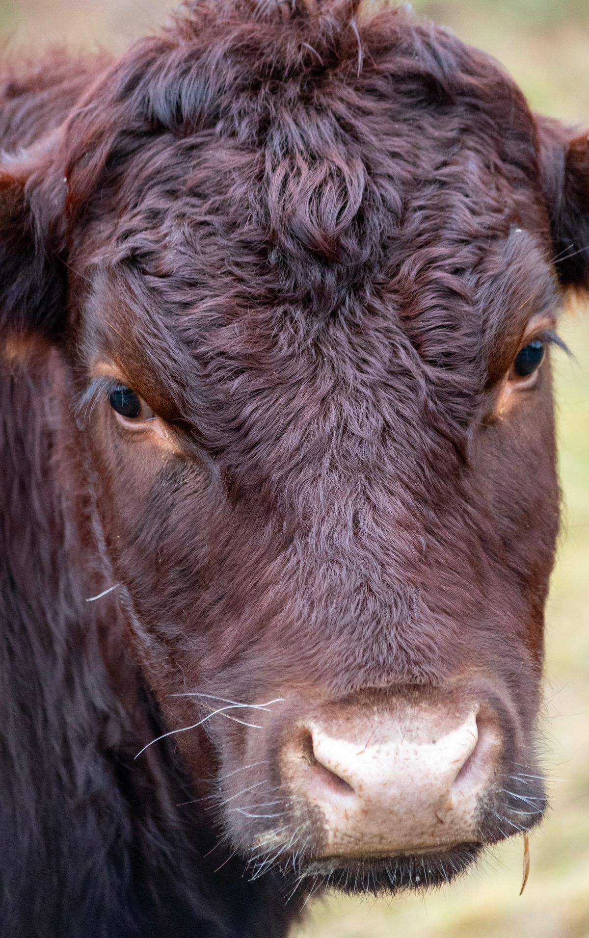 Close up portrait of a brown cow looking directly at the camera