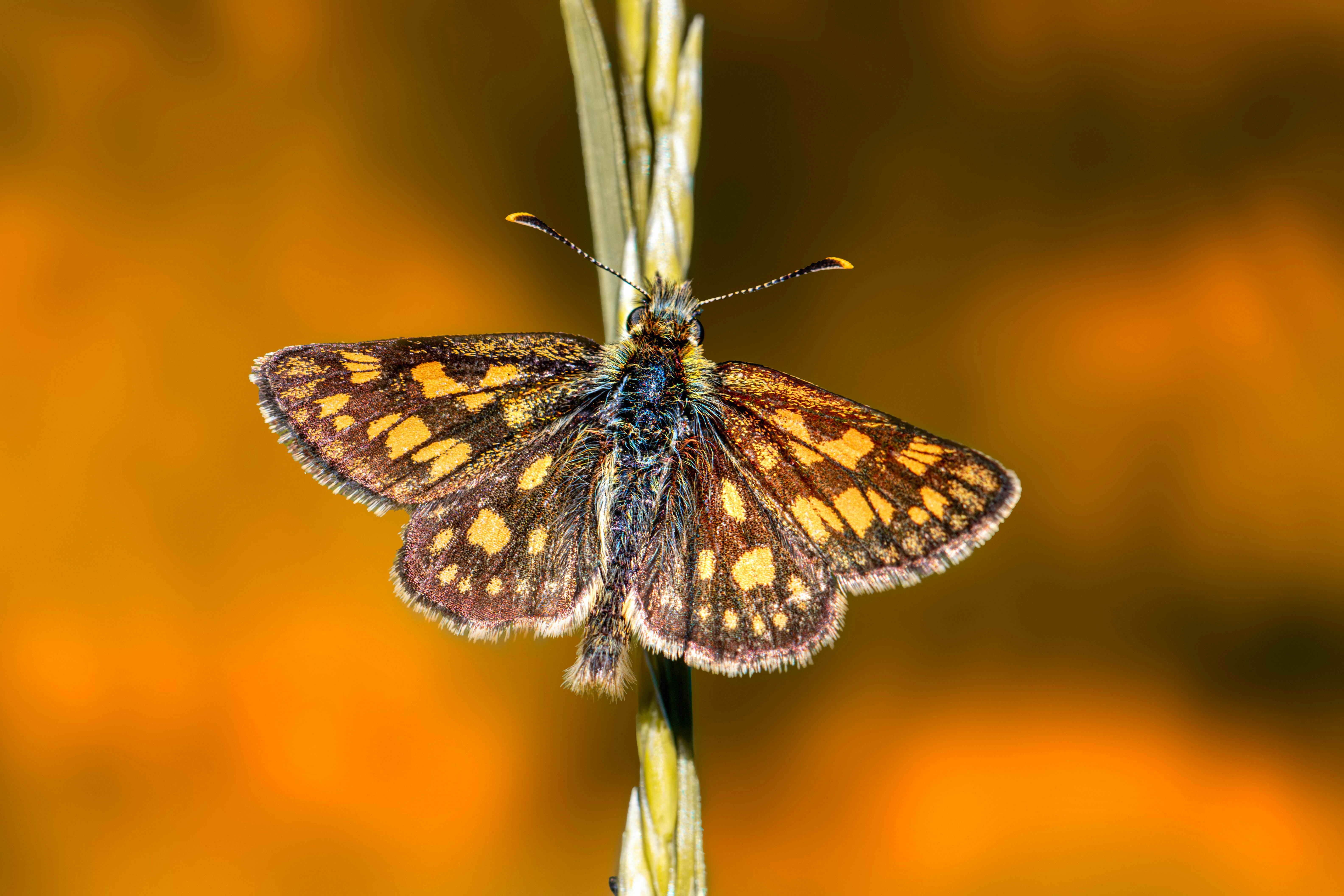 a small butterfly sitting on top of a stem