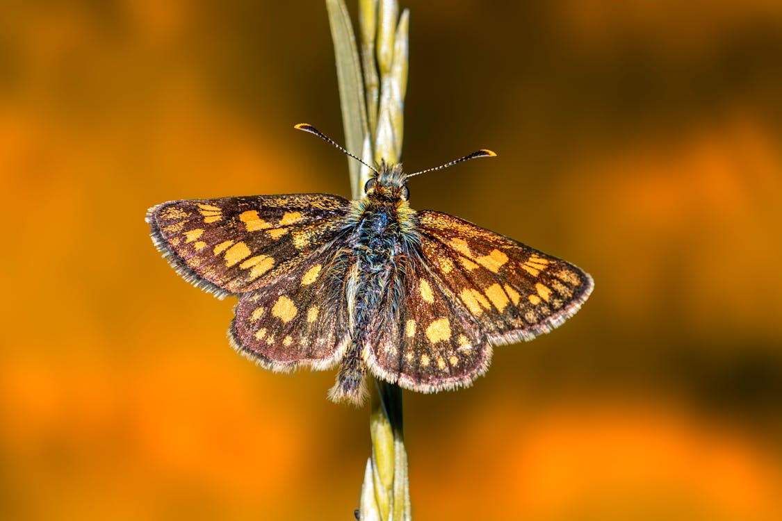 A small butterfly sitting on top of a stem