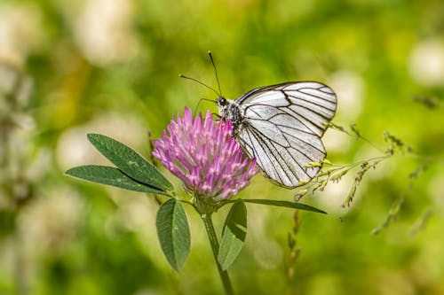 A white butterfly sitting on top of a clover flower