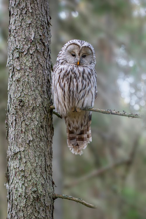 An Owl Perching on a Twig