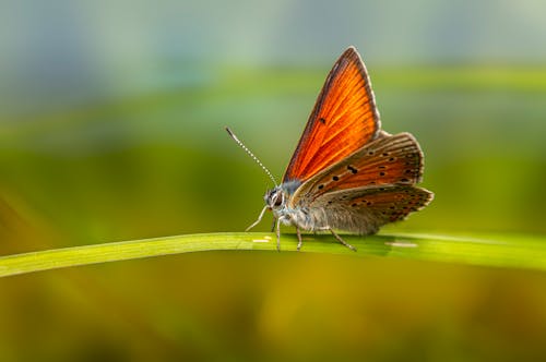 A small orange butterfly sitting on top of a green blade