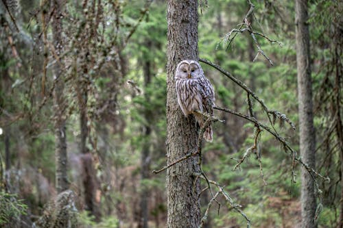 Ural Owl Perching in Forest