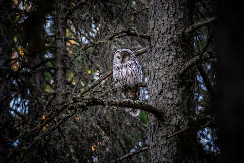 Ural Owl Perching on Branch